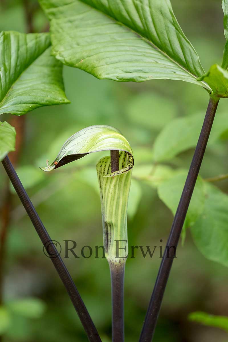 Jack-in-the-pulpit