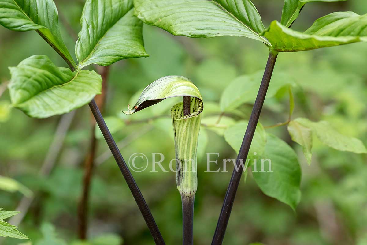 Jack-in-the-pulpit