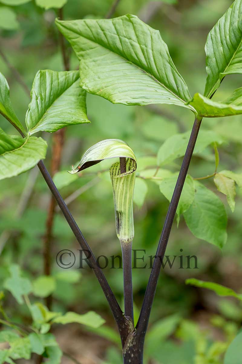 Jack-in-the-pulpit