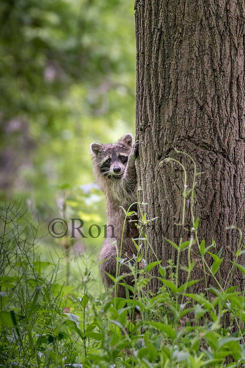 Raccoon on Tree