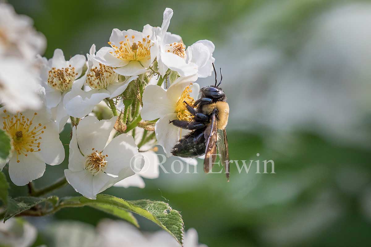 Eastern Carpenter Bee