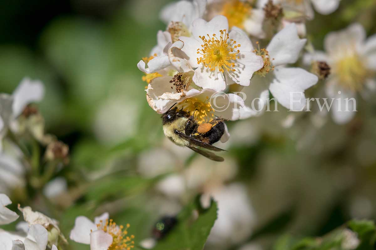 Brown-belted Bumble Bee