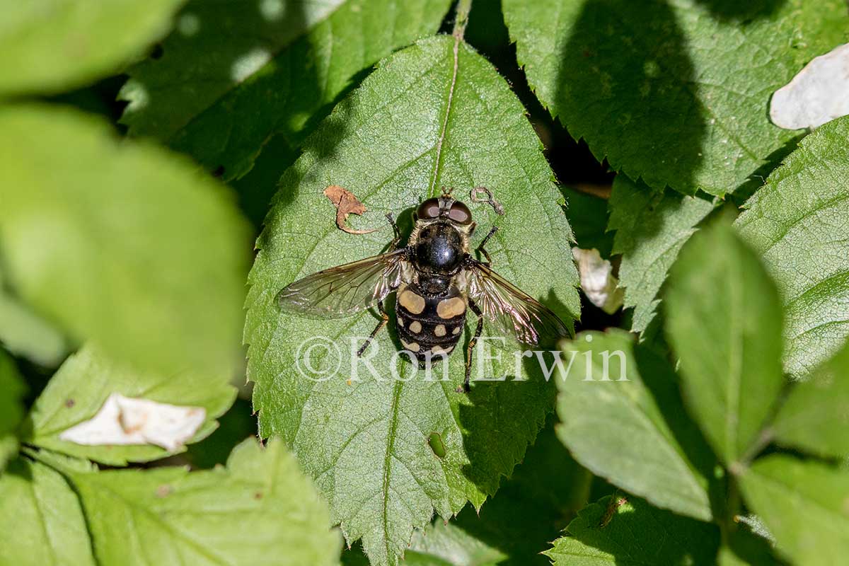 Hover Fly