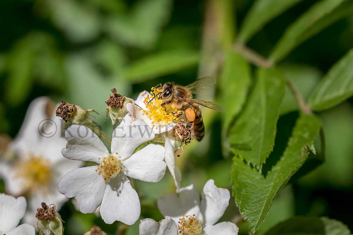 Honey Bee