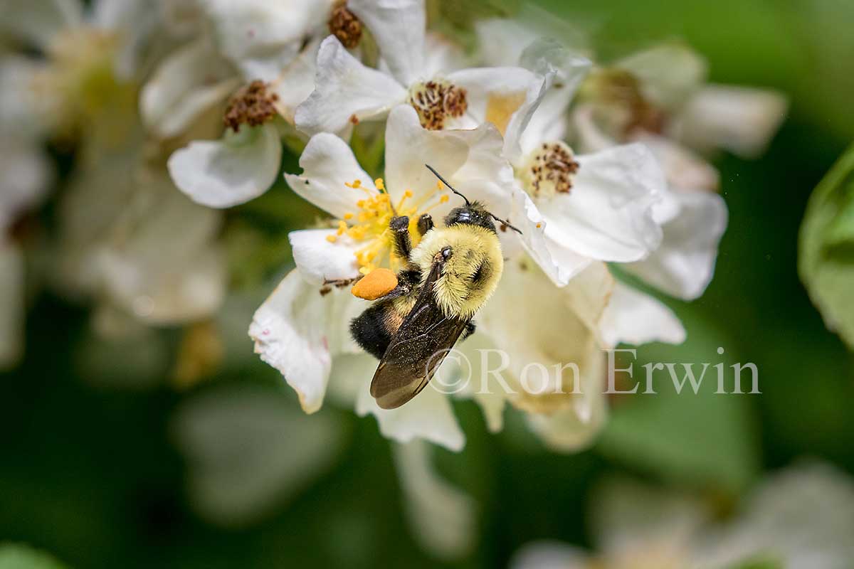 Brown-belted Bumble Bee