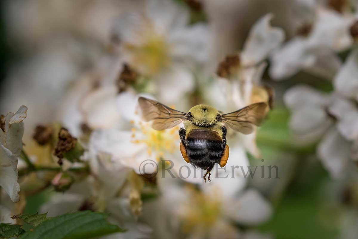 Brown-belted Bumble Bee
