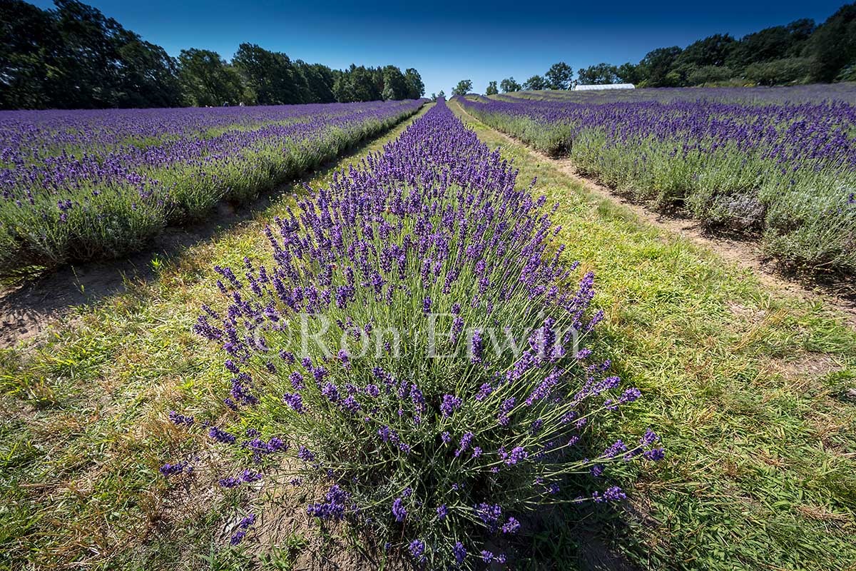 Lavender Field