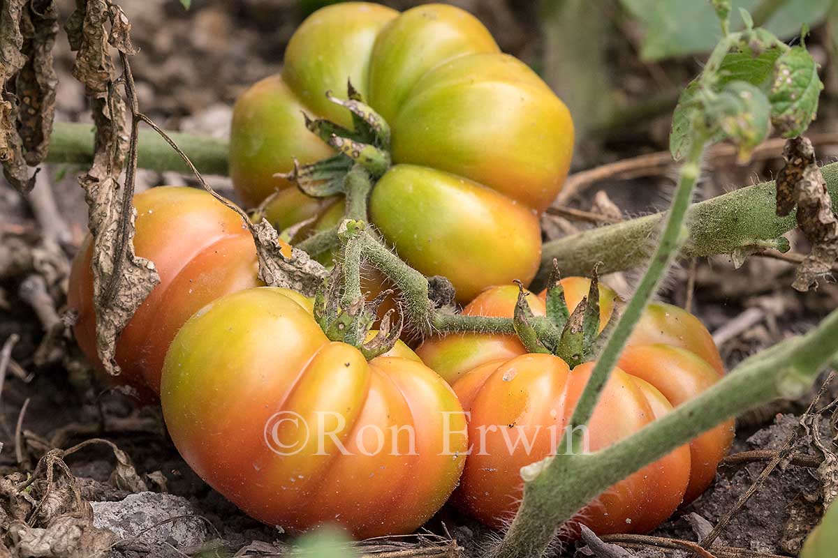 Heritage Tomatoes