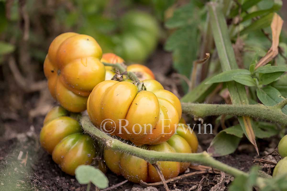 Heritage Tomatoes