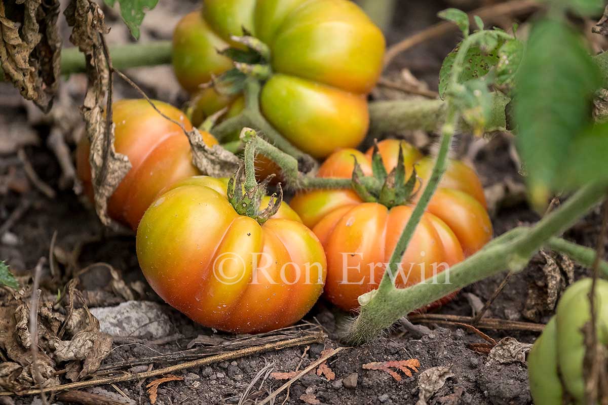 Heritage Tomatoes