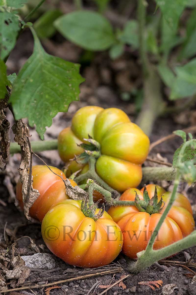Heritage Tomatoes