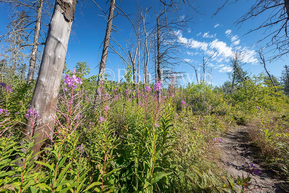 Pukaskwa ON Fire Walk
