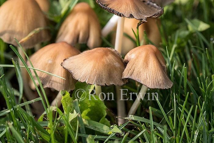 Mushrooms
