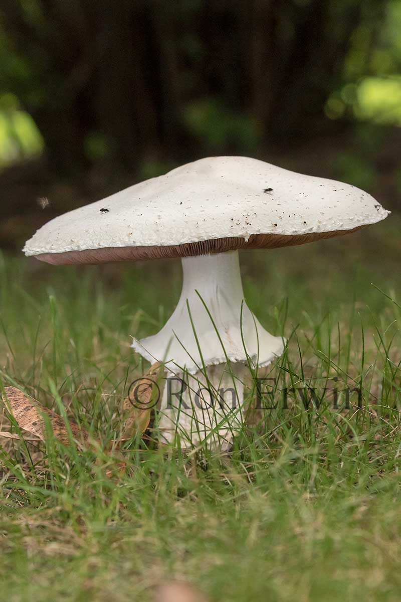 Meadow Mushroom