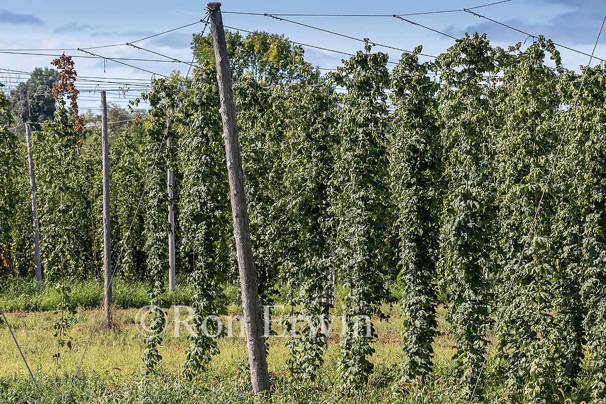Hops Growing in Ontario