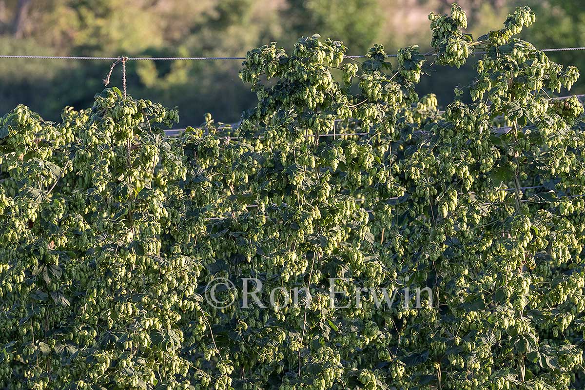 Hops Growing in Ontario