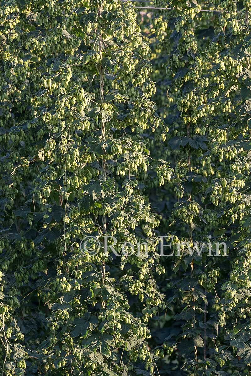 Hops Growing in Ontario