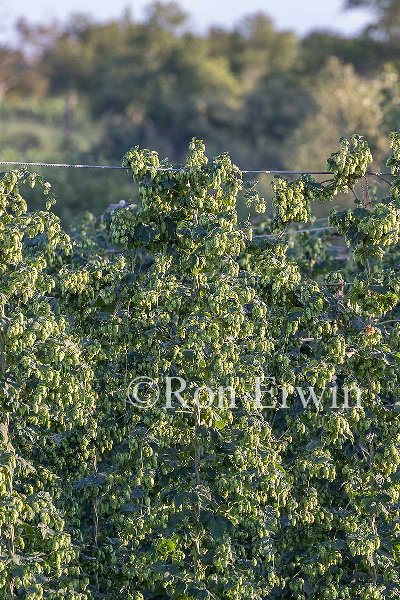 Hops Growing in Ontario