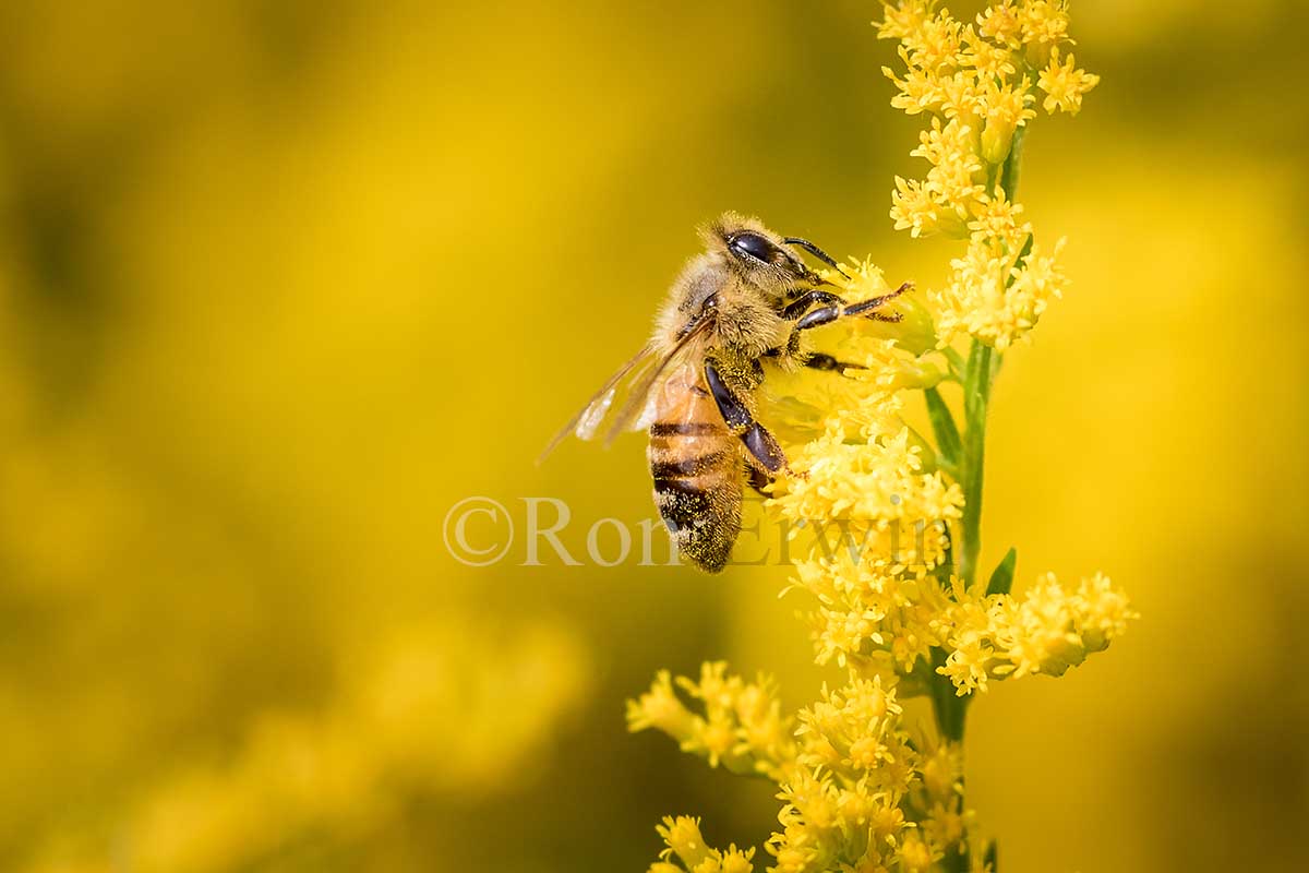 Honey Bee
