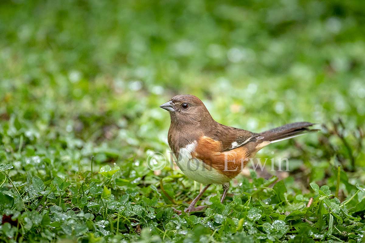 Female Eastern Towhee