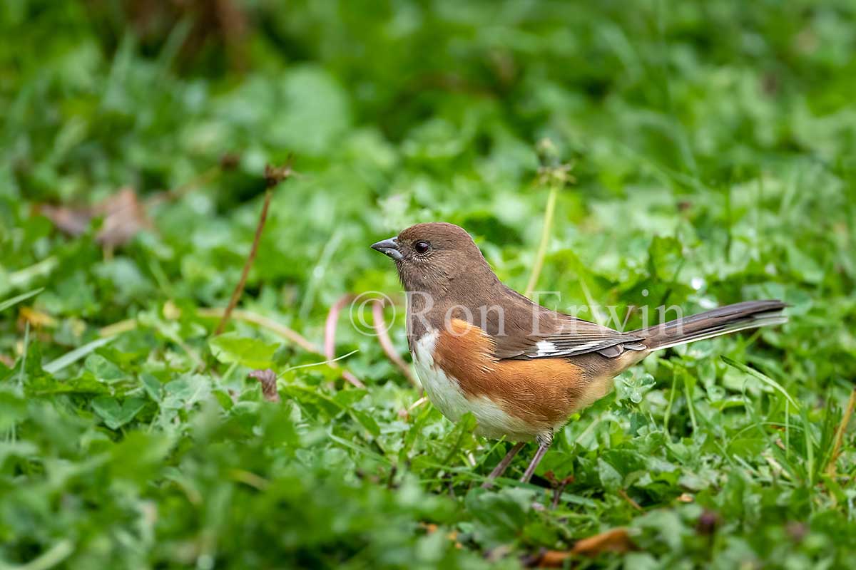 Female Eastern Towhee