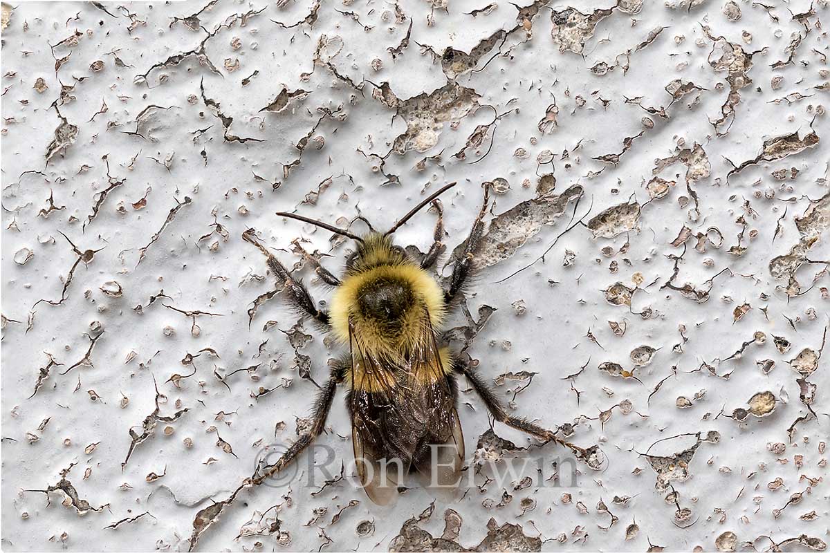 Common Eastern Bumble Bee