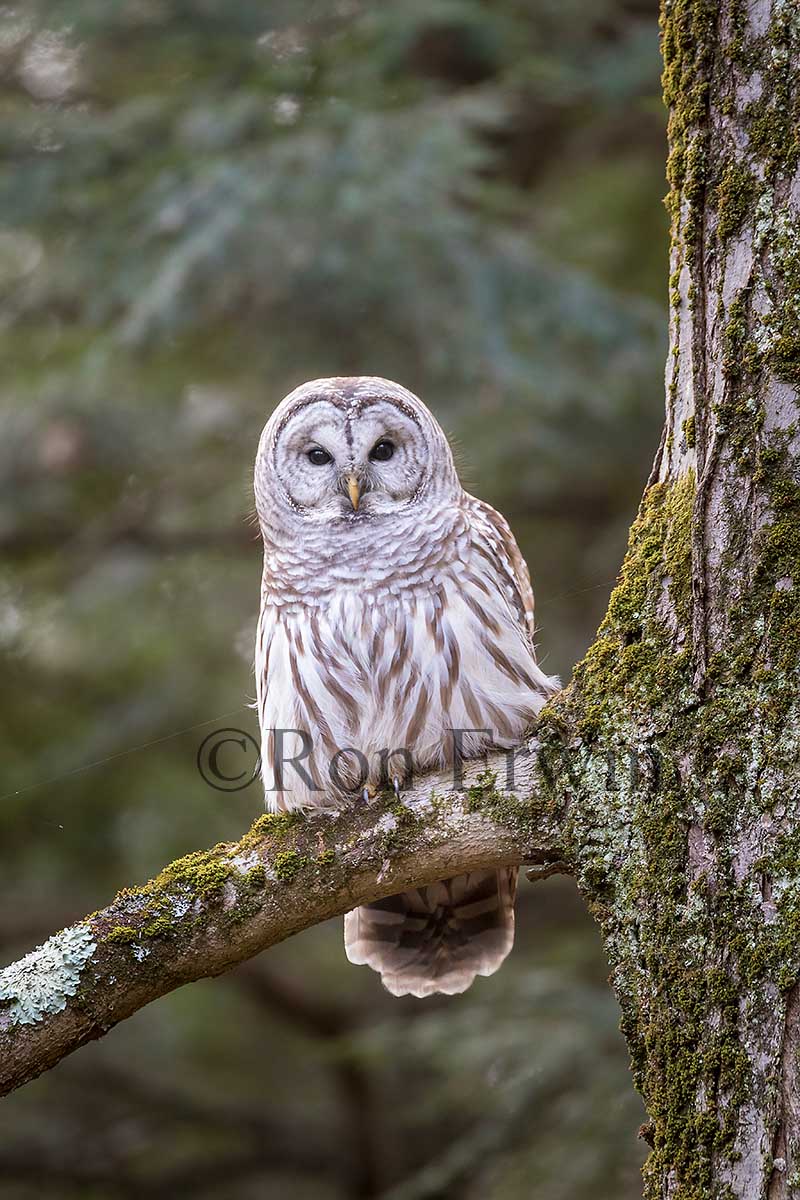 Barred Owl