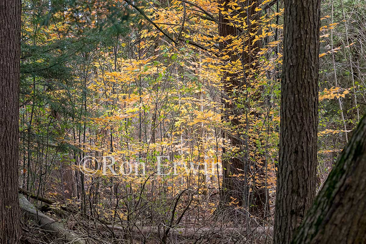Presqu'ile Provincial Park, ON