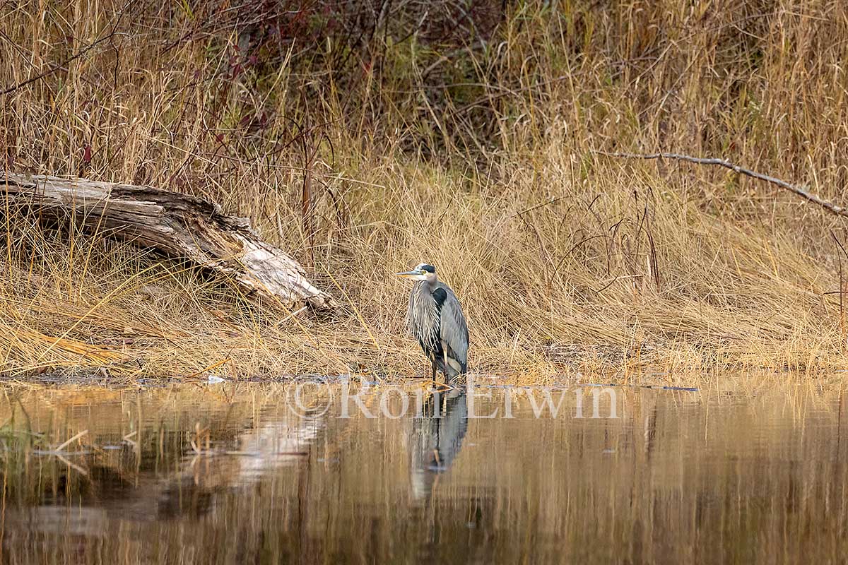 Great Blue Heron