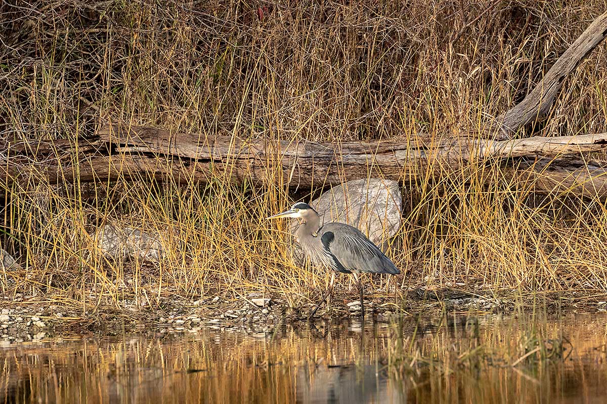 Great Blue Heron