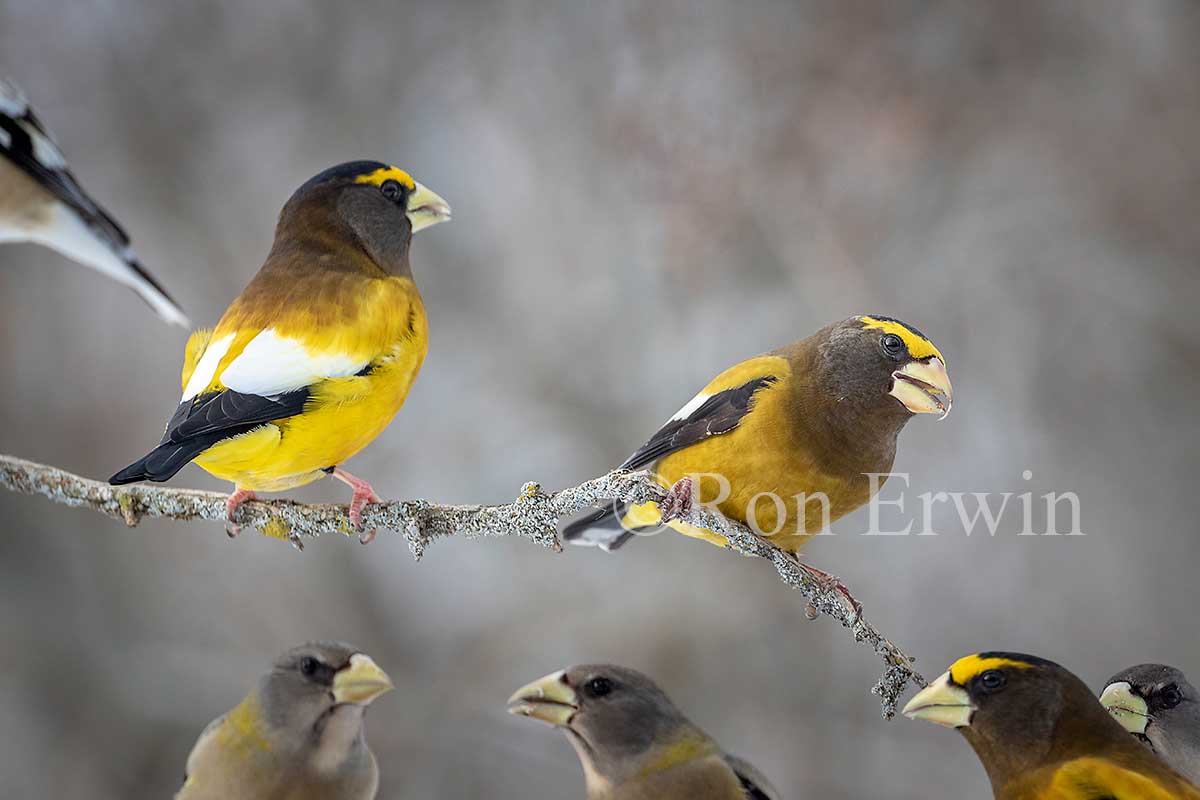 Evening Grosbeaks