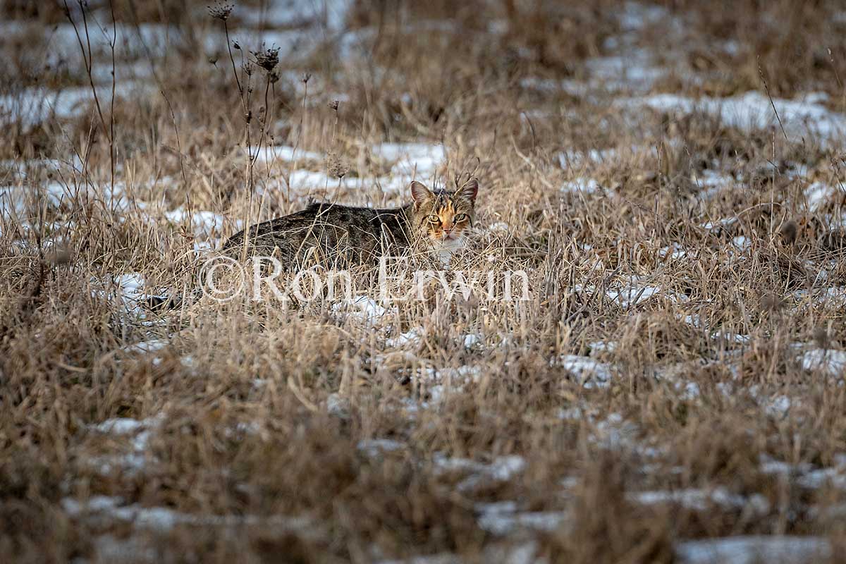 Feral Cat