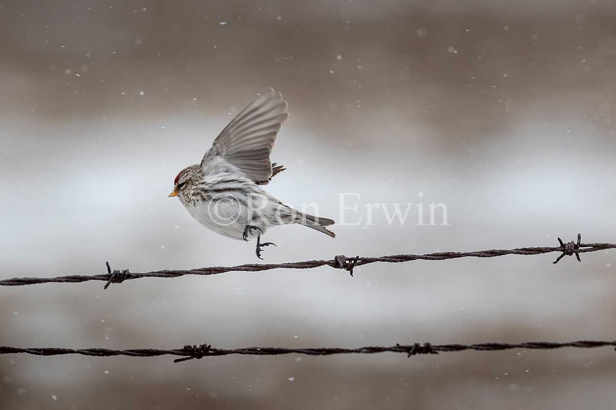 Common Redpoll Female
