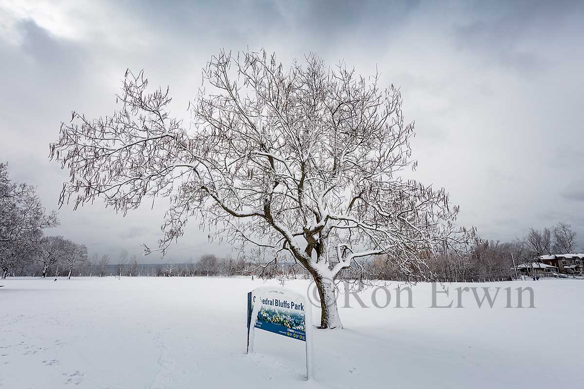 Winter White