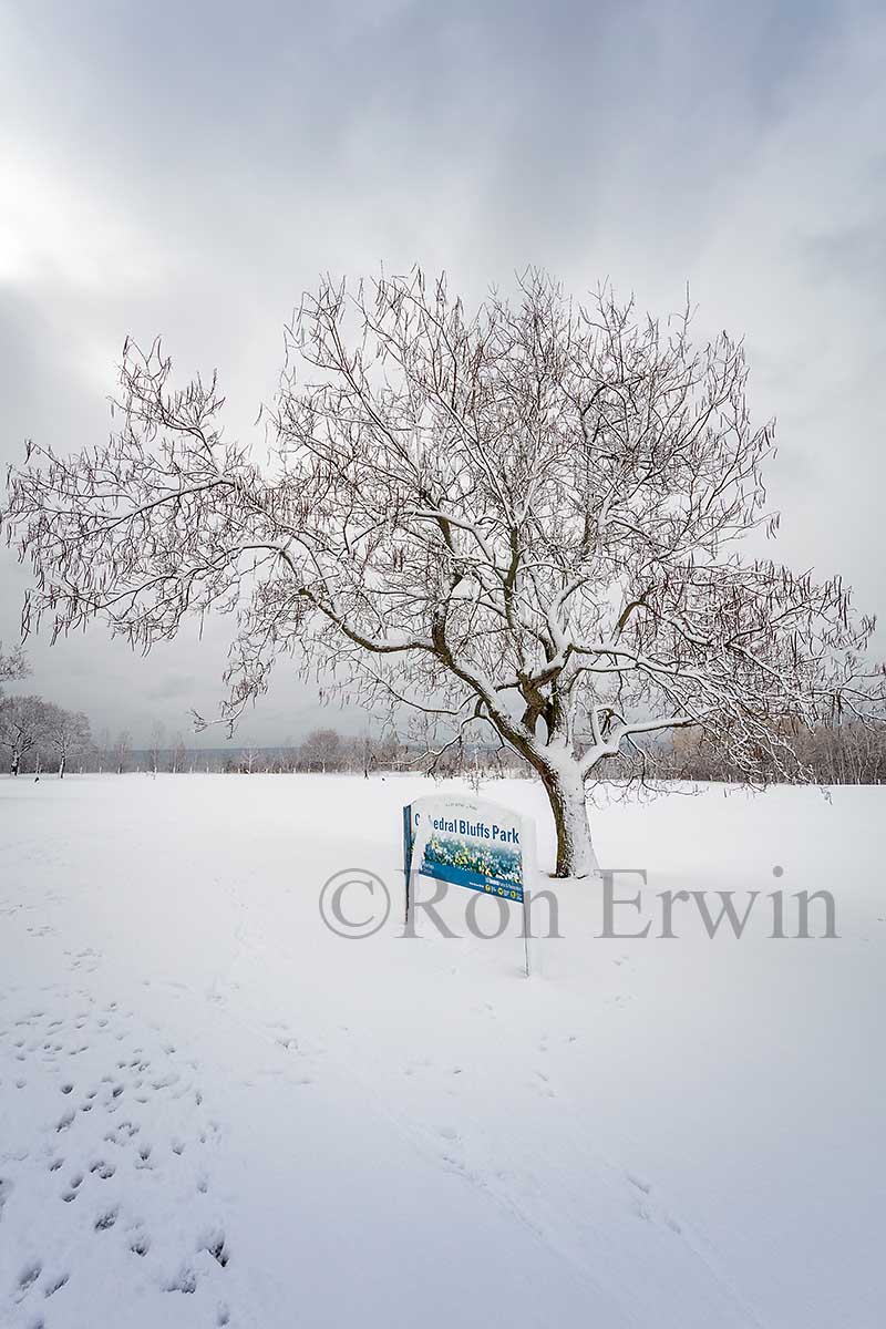 Winter White