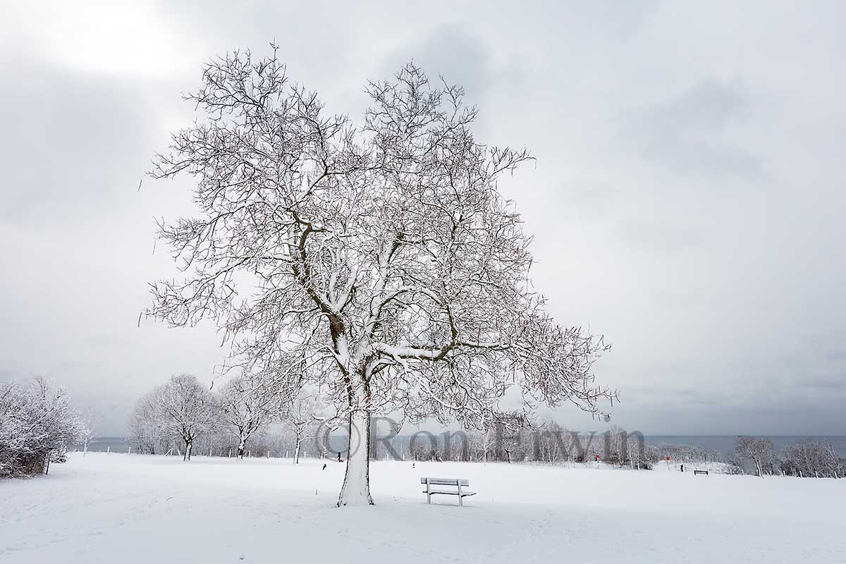 Winter White