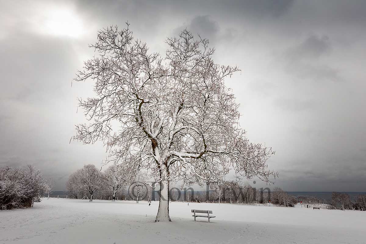 Winter White