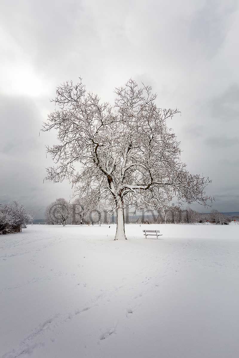 Winter White