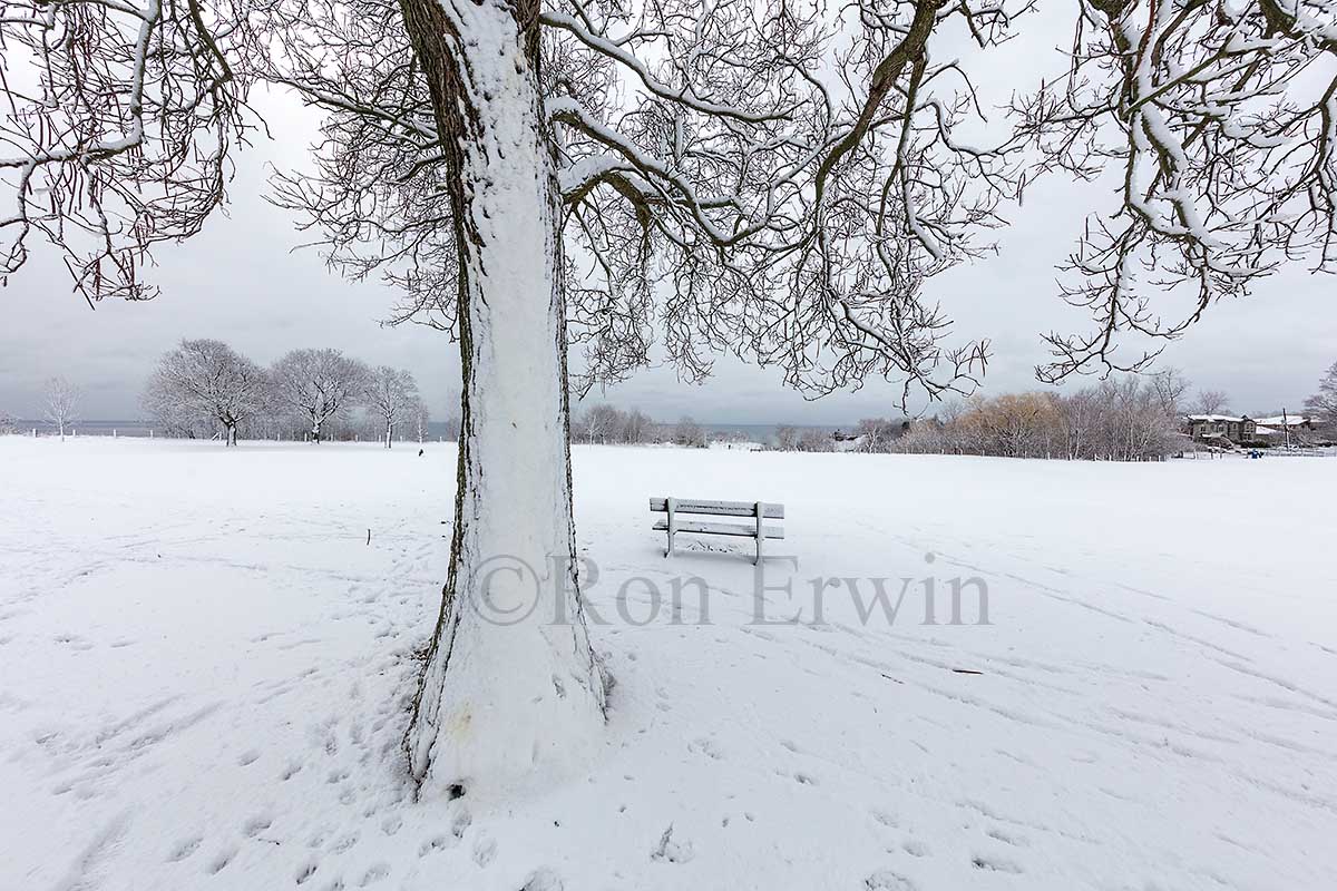 Winter White