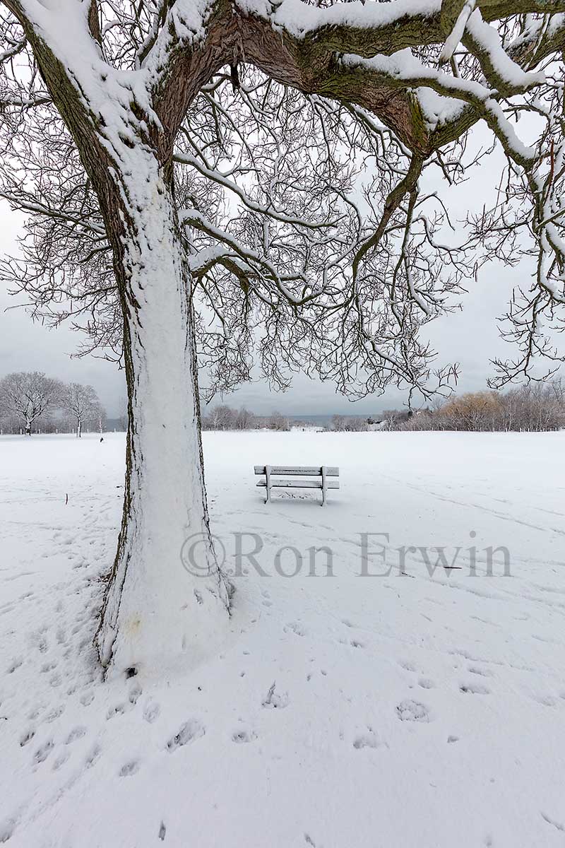 Winter White