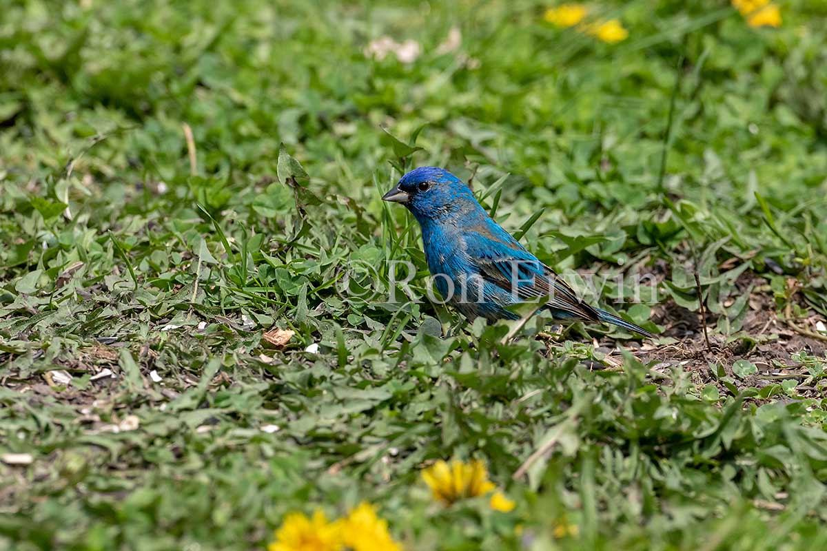 Indigo Bunting Male