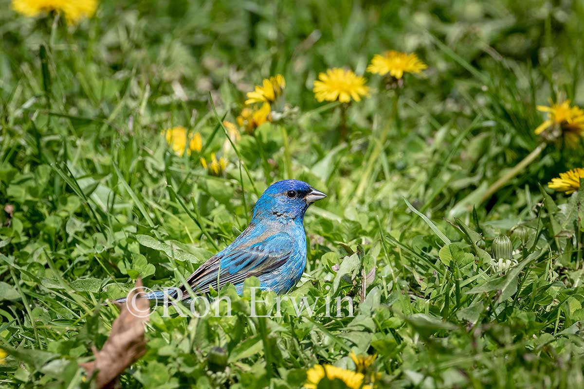 Indigo Bunting Male