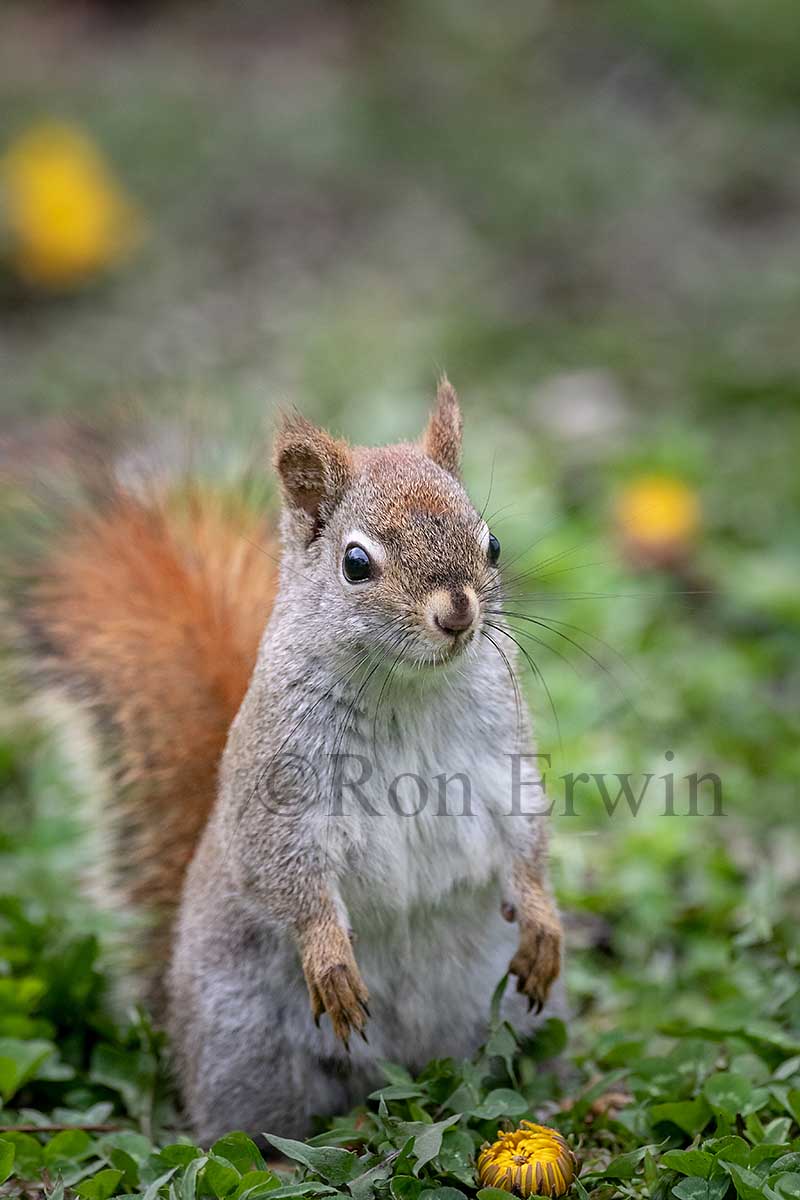 Red Squirrel