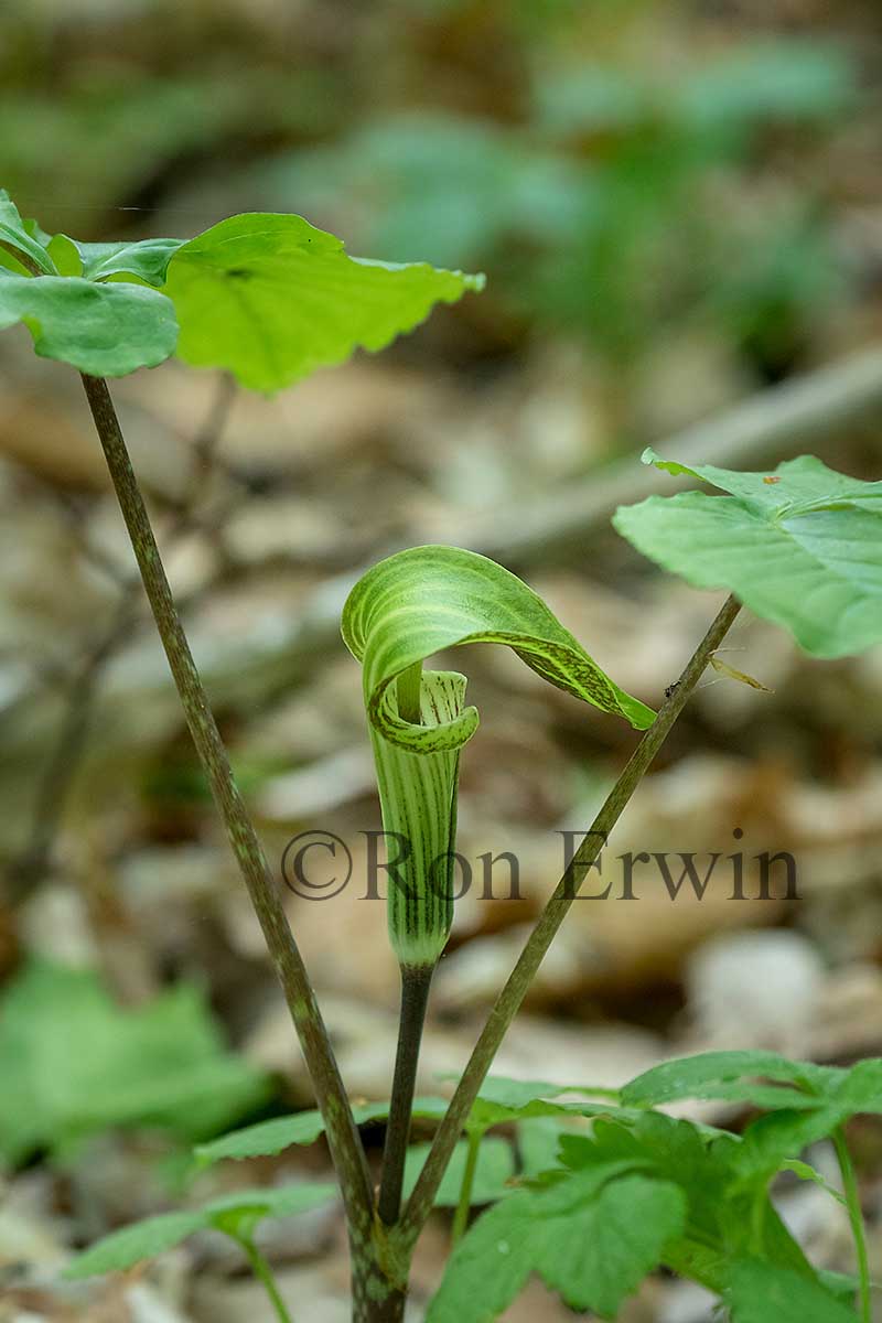Jack-in-the-pulpit