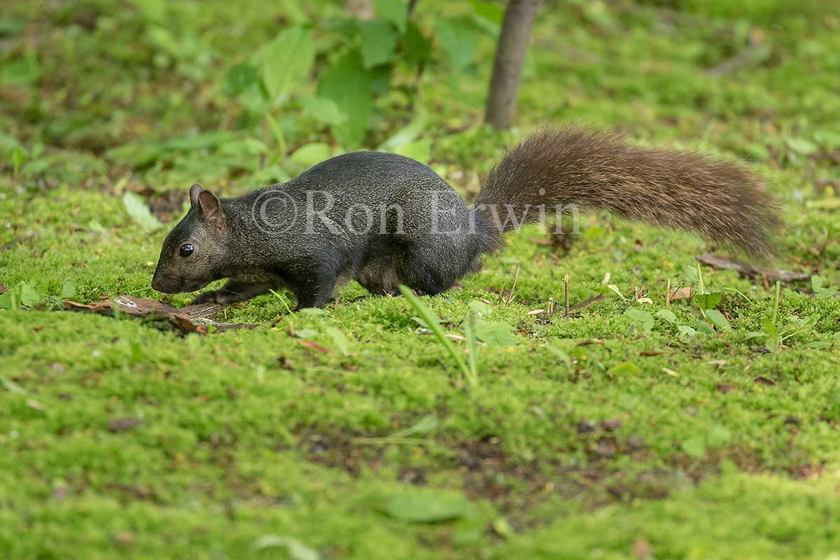 Eastern Grey Squirrel (Black Phase)