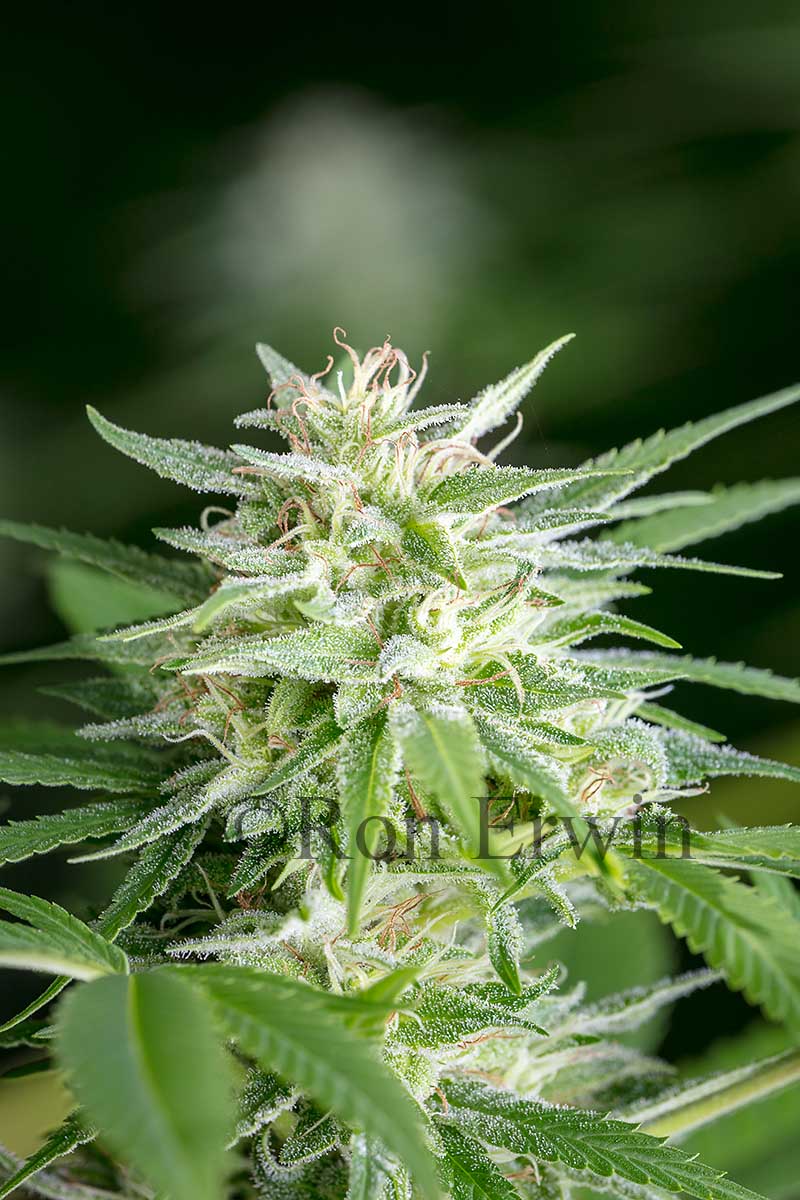 Cannabis in Flower