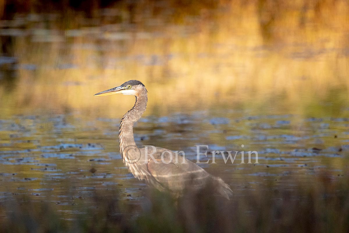Blue Heron