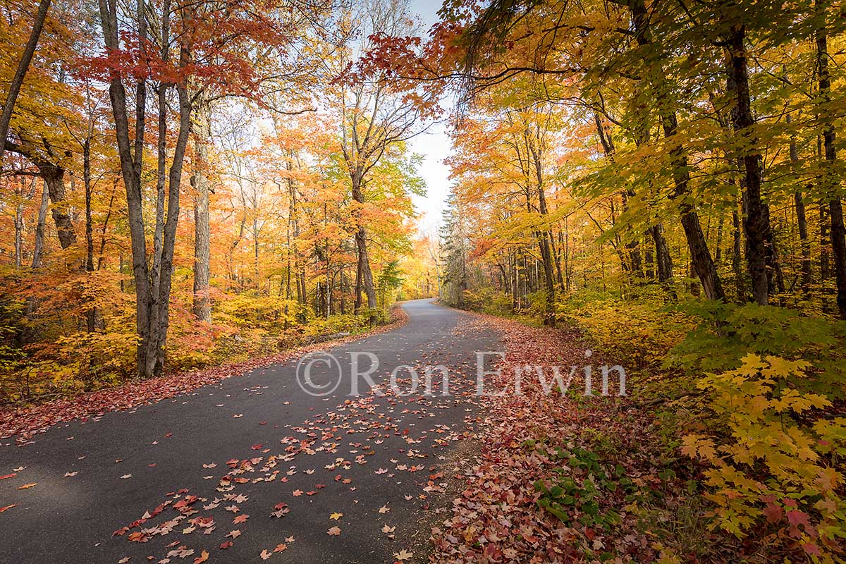 Road in Algonquin, ON