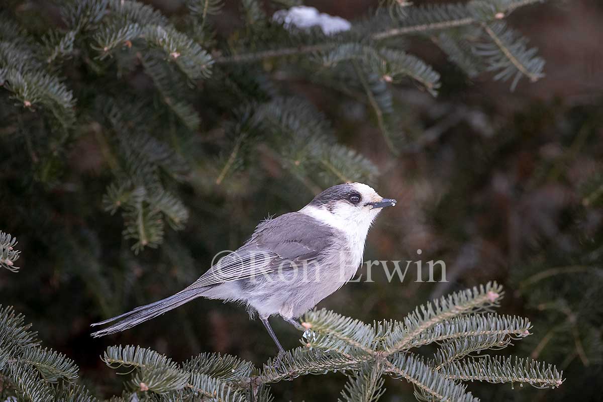 Canada Jay
