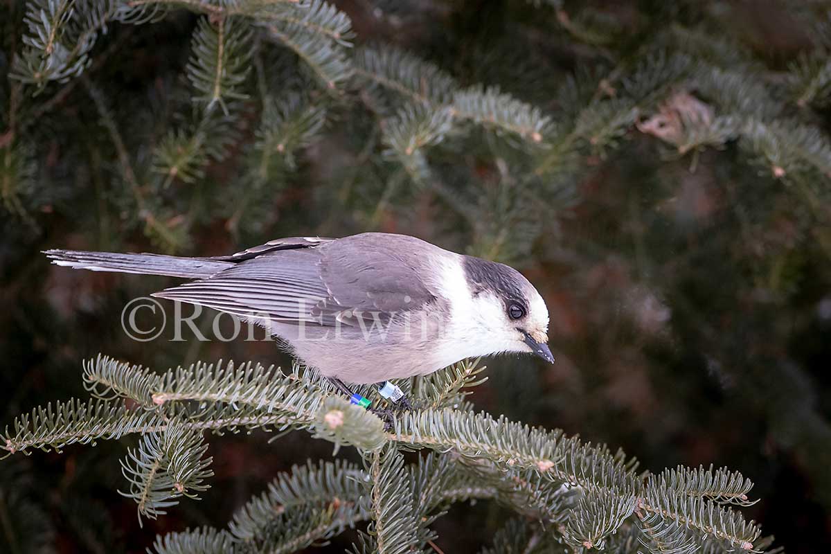 Canada Jay